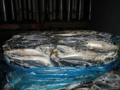 韩国鲐鱼简加工水产品 便捷与美味的融合